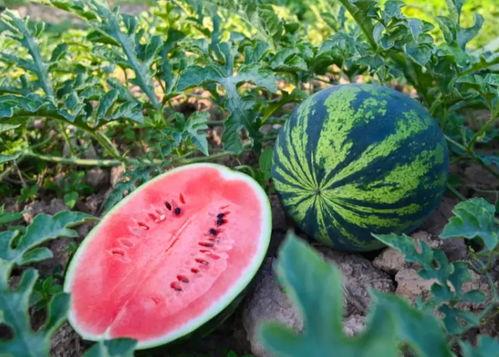 吃瓜群众免费吃瓜小说,吃瓜群众狂欢记